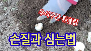 추식구근 튜울립 손질과 심기 너무 간단해요 #튜울립 #추식구근 #손질 #심는법