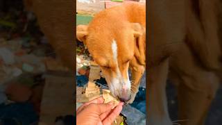 IN BEJUBANO KO MAT MARO🙏😫 #youtube #dog #dogcare 🗣️🙏❤️