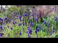 fern leaf lavender is blooming again