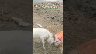 Epic Goat Fight Showdown: The Ultimate Headbutt Battle