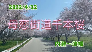 母恋街道千本桜　内灘から津幡　桜の名所