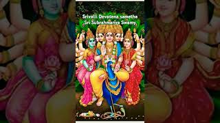 Srivalli Devasena sametha Sri Subrahmanya Swamy #devotional #devotional #subramanianswamy #worship