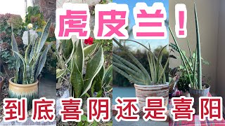 (园艺篇159）虎皮兰到底喜阳喜阴？如何种？扦插繁殖！金边虎皮兰 柱叶虎皮兰 棒叶虎皮兰