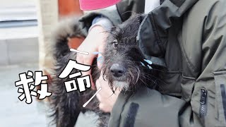 [CC SUB] Meeks dog can't stand being rubbed violently by hostess.