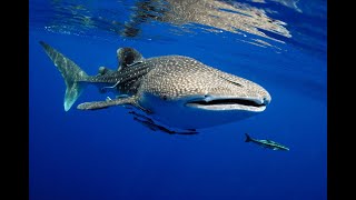 Gigantic Whale Sharks..!