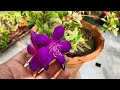 begum bahar flower plant care n best fertilizer tibouchina plant princess flower plant