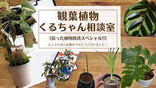 【ご自宅の植物相談お答えします！】弱ったモンステラを助けたい!!