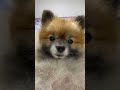 i ll control you for six secondspomeranian pomeranian baby silly puppy cute dog