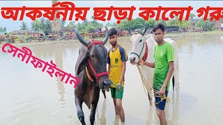 পশ্চিমবঙ্গের সব থেকে বড়ো মই ছাড়া। মেরীগঞ্জ ,সেই কালো গরু মই ছাড়া (সেনীফাইলান)#views #viral