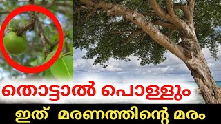 മരണത്തിന്റെ മരം Churulazhiyatha Rahasyangal | tree of death malayalam | amazing videos