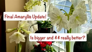 Final #Amaryllis update — is bigger and more expensive really better?