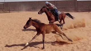 الكر والفر منذ الصغر مع الخيل العربية The flexibility of young Arabian horses🏇