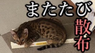 [ベンガル猫] 爪とぎにマタタビ散布した