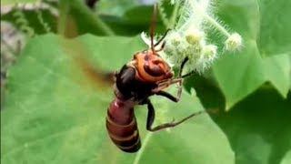 生物多様性に貢献するアレチウリ Bur cucumber Makes a Contribution to Biodiversity