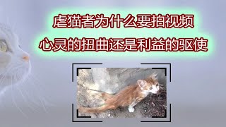 虐猫者还拍视频，心灵的扭曲VS利益的驱使