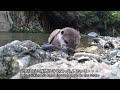 baby otter is so brave in the river