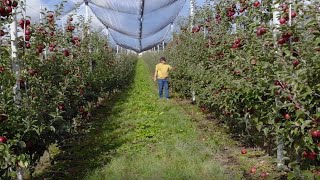 Cea mai frumoasă livadă - Ghinda, județul Bistrița Năsăud