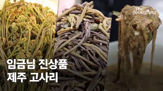 “똑” “똑” 백이·숙제가 먹다 죽은 소리…‘㎏당 10만원’ 임금님 진상품 제주 고사리