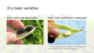 Cover Crops for Improved Organic Dry Bean Production Systems Webinar