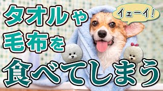 【犬のしつけ】毛布やタオルを食べてしまう【悩み相談ライブ切り抜き】