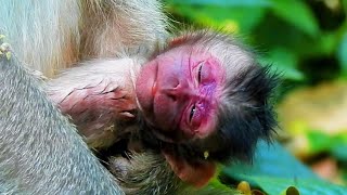 The best video hybrid BB monkey | what's happened..? Kidnapping Brighten