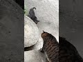 气势上不能输 yun cat catsoftiktok petsoftiktok 猫咪 萌宠出道计划 上热门要流量