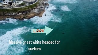 MASSIVE GREAT WHITE HEADED FOR SURFERS