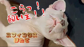 猫同士のあいさつ鼻ツンツンをスフィンクスほたてにやってみた