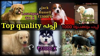 High Quality പപ്പി വന്നിട്ടുണ്ട് || ₹1000 രൂപക്കും പപ്പി || Free Adoption || Pet 4 U