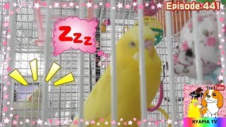 可愛いセキセイインコ！寝る前のおしゃべり441 Budgie is talking a lot before sleeping