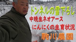 トンネルの雪下ろしとネオアース・にんにくの生育状況　邑南町　駒川農園　　22.2.24