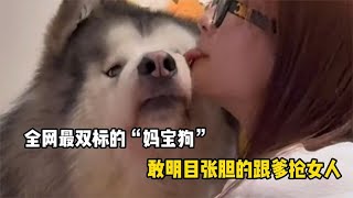 全网最双标的妈宝狗，敢明目张胆的跟爹抢女人#养狗的乐趣