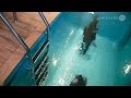 VTV Classics (r3): Leandro Erlich: Swimming Pool / P.S.1, New York