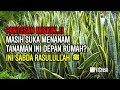 DAMPAKNYA SAMPAI AKHIRAT..!! INI 7 TANAMAN PEMBAWA SIAL YANG MASIH SAJA DITANAM MENURUT ISLAM