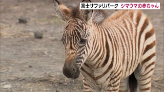 富士サファリパーク シマウマの赤ちゃんが人気（静岡県）