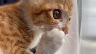 生まれて初めて雪を見た子猫...　Kitten seeing snow for the first time in his life