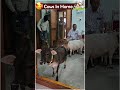 pets as cows in my home youtube cow animals yt hindu popular trend viralshorts vlog pets