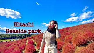 Kochia Hitachi Seaside park