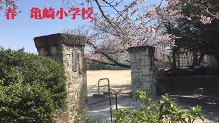 🌸半田市立亀崎小学校　春🐢