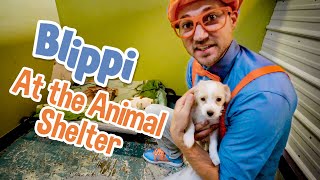 Caring After Pets with Blippi | Explore with BLIPPI!!! | Educational s for Toddl