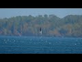 parasitic jaeger attacks on gulls—lake superior