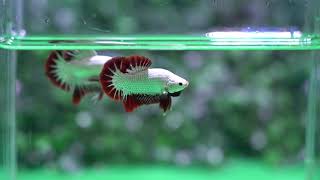 Betta USA  TI 579  Live Betta Fish HMPK Red Dragon Snow Omo Startail   NEW TYPE