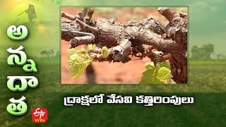 ద్రాక్షలో వేసవి కత్తిరింపులు | Summer pruning in Grape | ETV Telugu