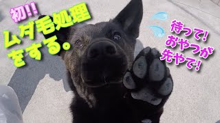 【ファーミネーター】FURminatorで愛犬の抜毛対策！犬の換毛期のブラッシング！ 甘えん坊の優しい甲斐犬 （いち生後６ヶ月）