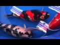 All Japan koi show 2016 , Part 2