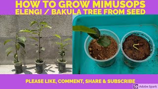 How to grow Mimusops elengi / Bakula from seed