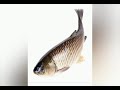 ग्रास कॉर्प मछली क्या क्या खाती हैं . सम्पूर्ण जानकारी. grass carp fish farming