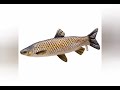 ग्रास कॉर्प मछली क्या क्या खाती हैं . सम्पूर्ण जानकारी. grass carp fish farming