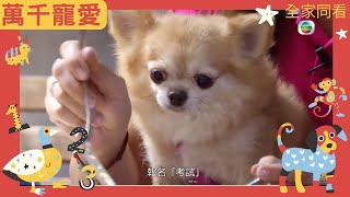 成為治療犬也需要通過考試，疫情之下幫助許多人類 | 萬千寵愛 | TVB 親子節目 | 寵物節目