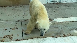 朝のイコロくんの様子をお届け【‎2024年‎10月17日】【上野動物園】ホッキョクグマ